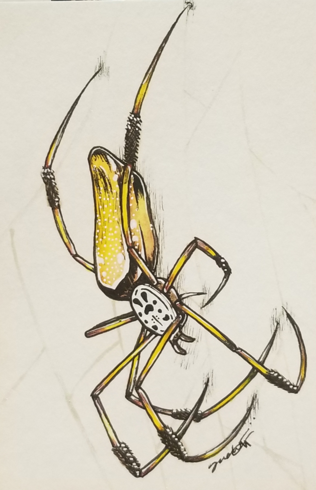 golden-silk-orbweaver-spider