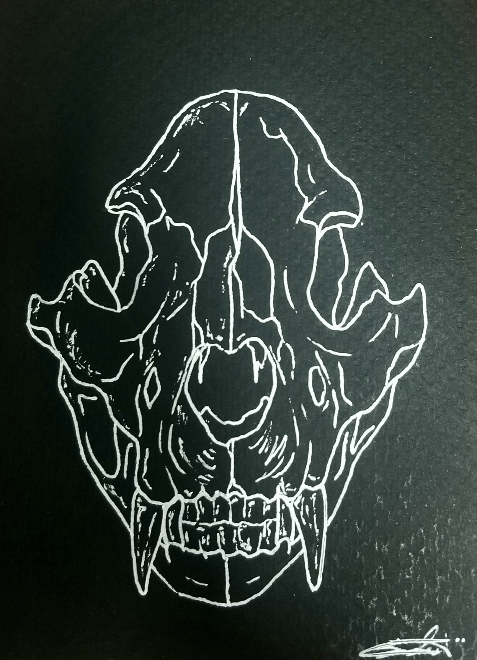 bear-skull