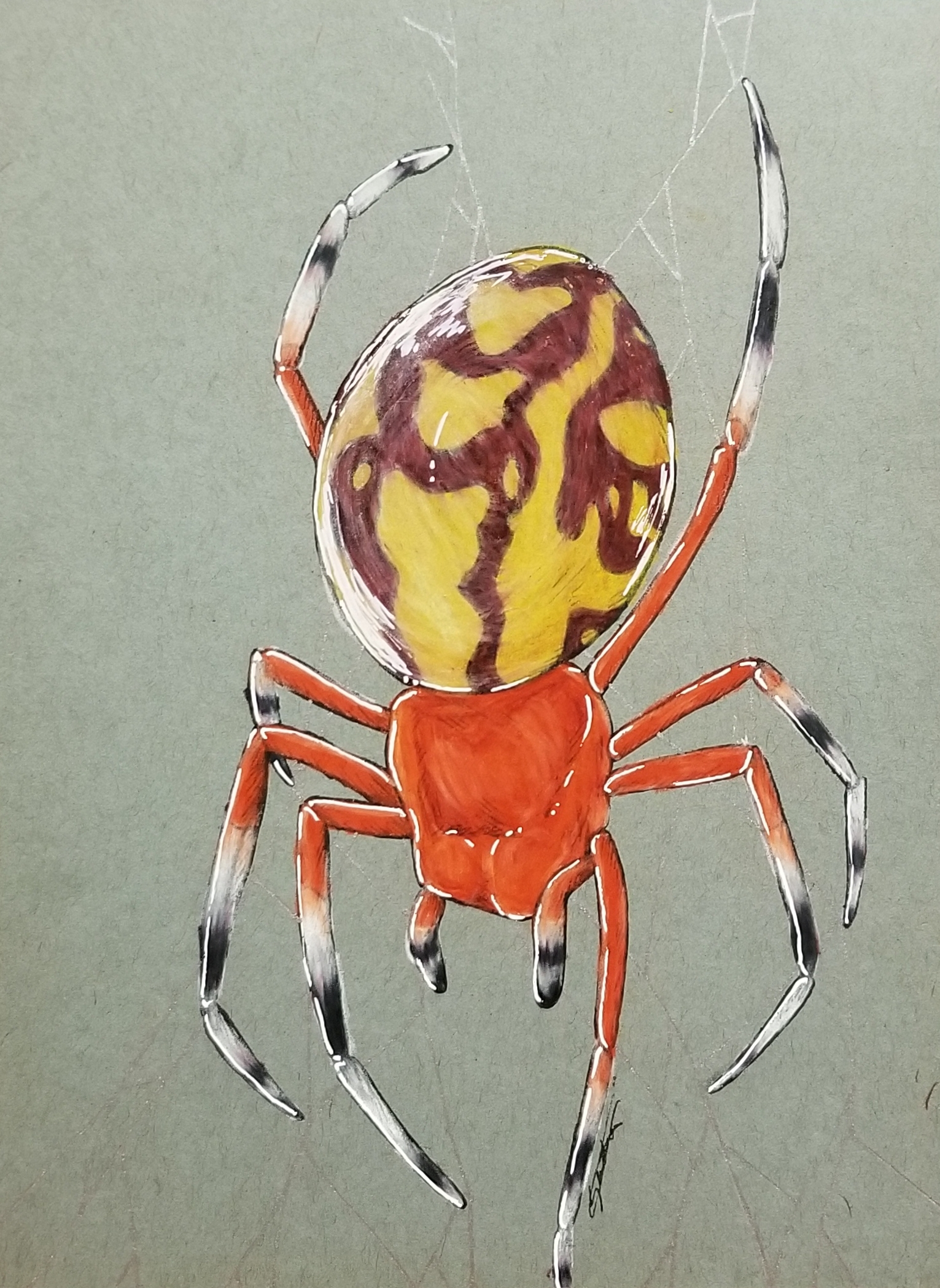 marbled-orbweaver-ii