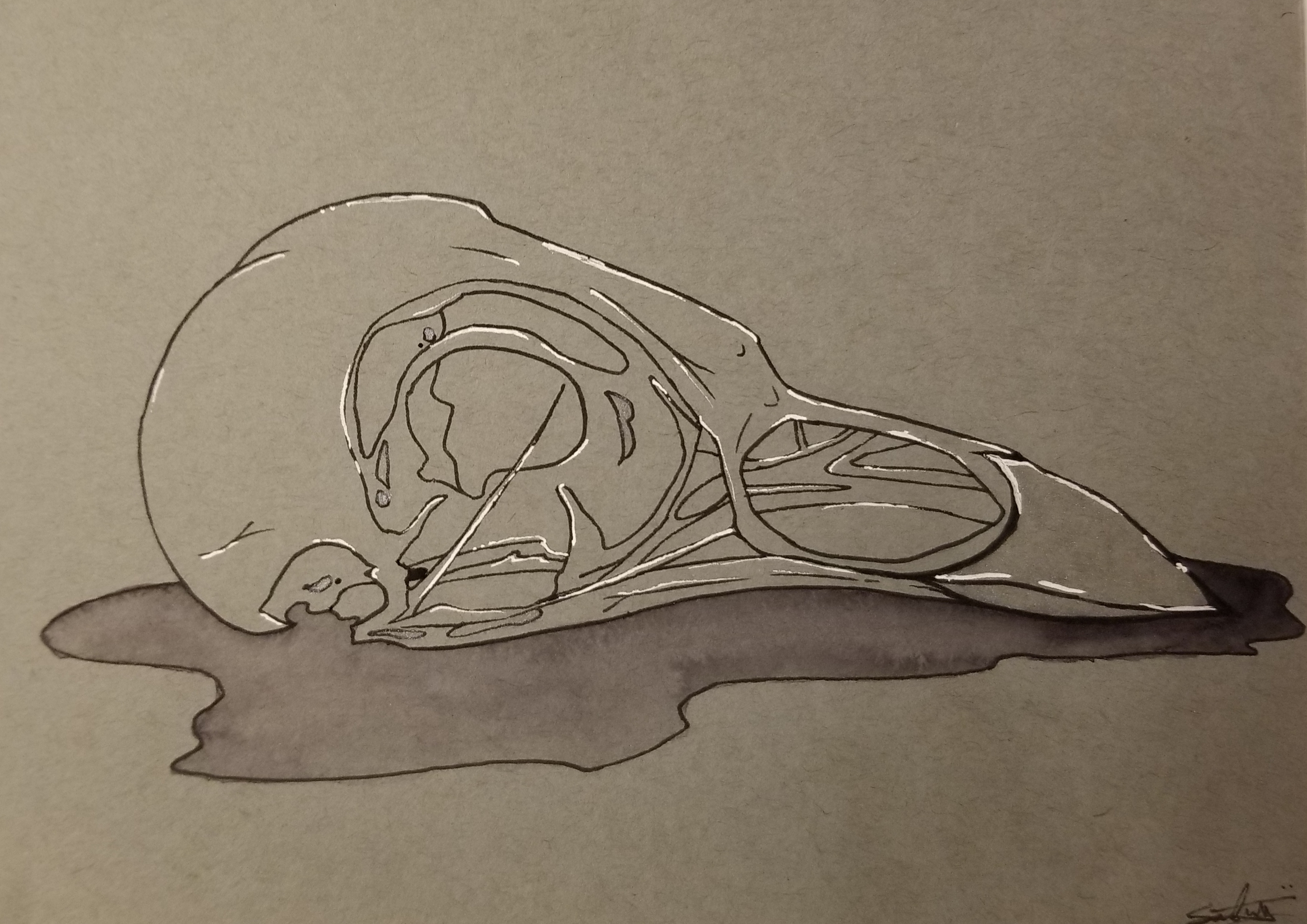 bird-skull-i