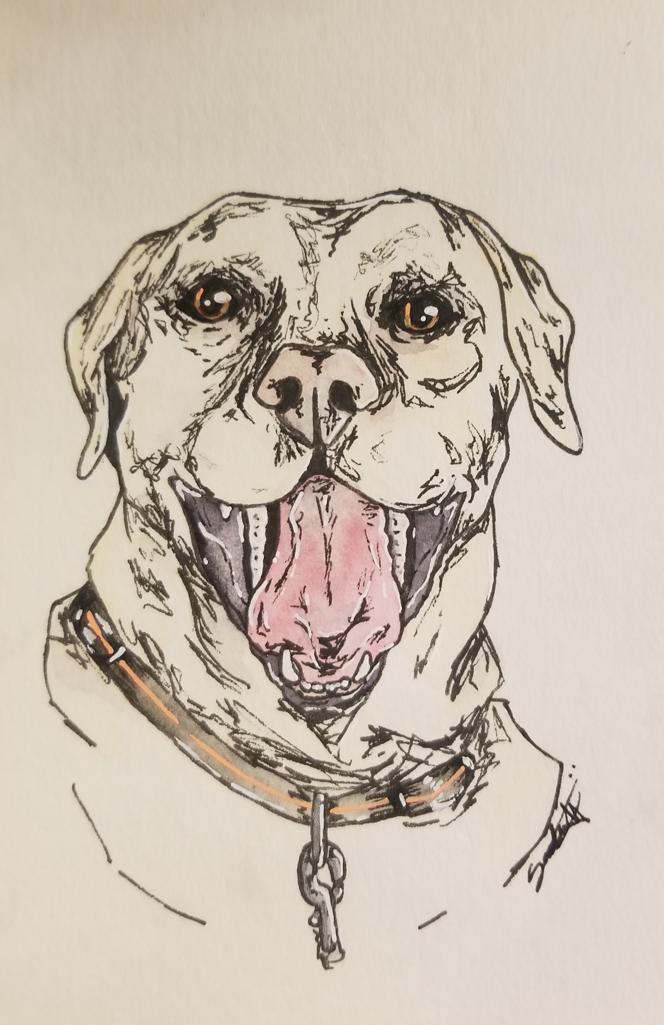 dog-portrait