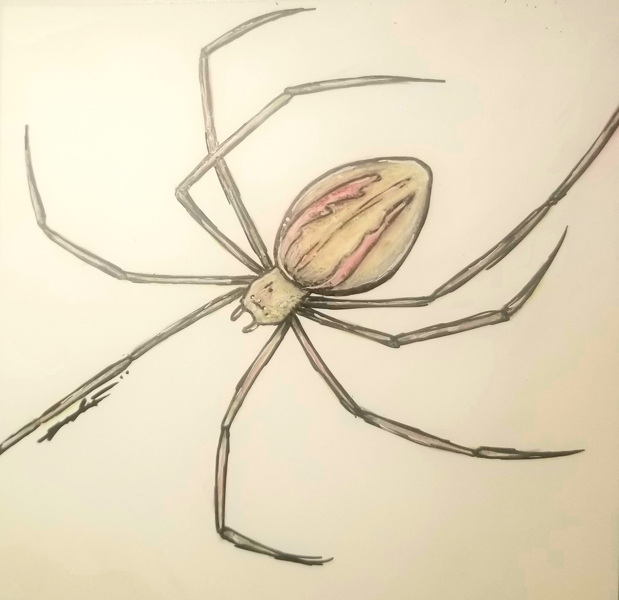 candy-striped-spider