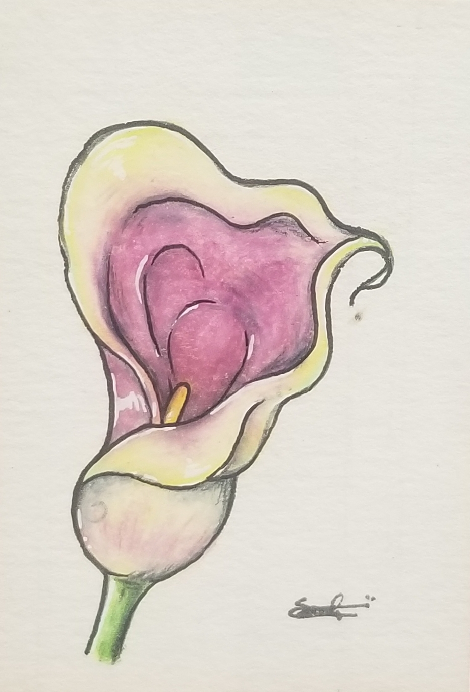 calla-lily