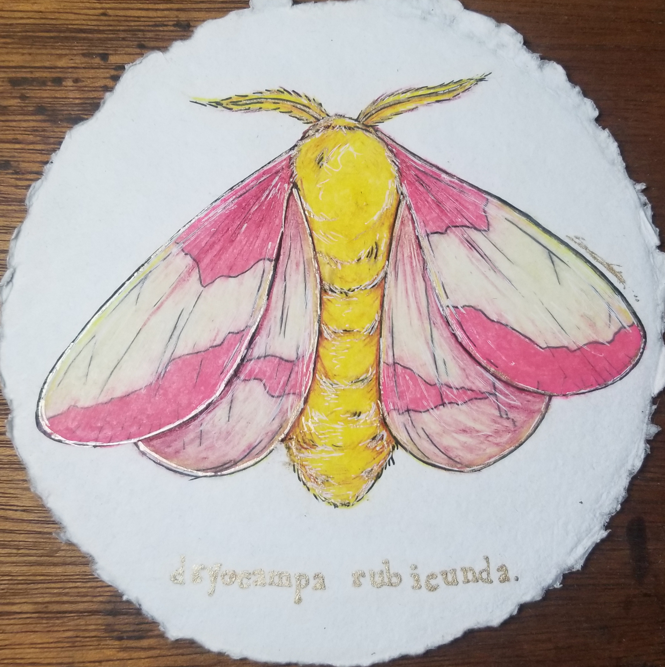 rosy-maple-moth