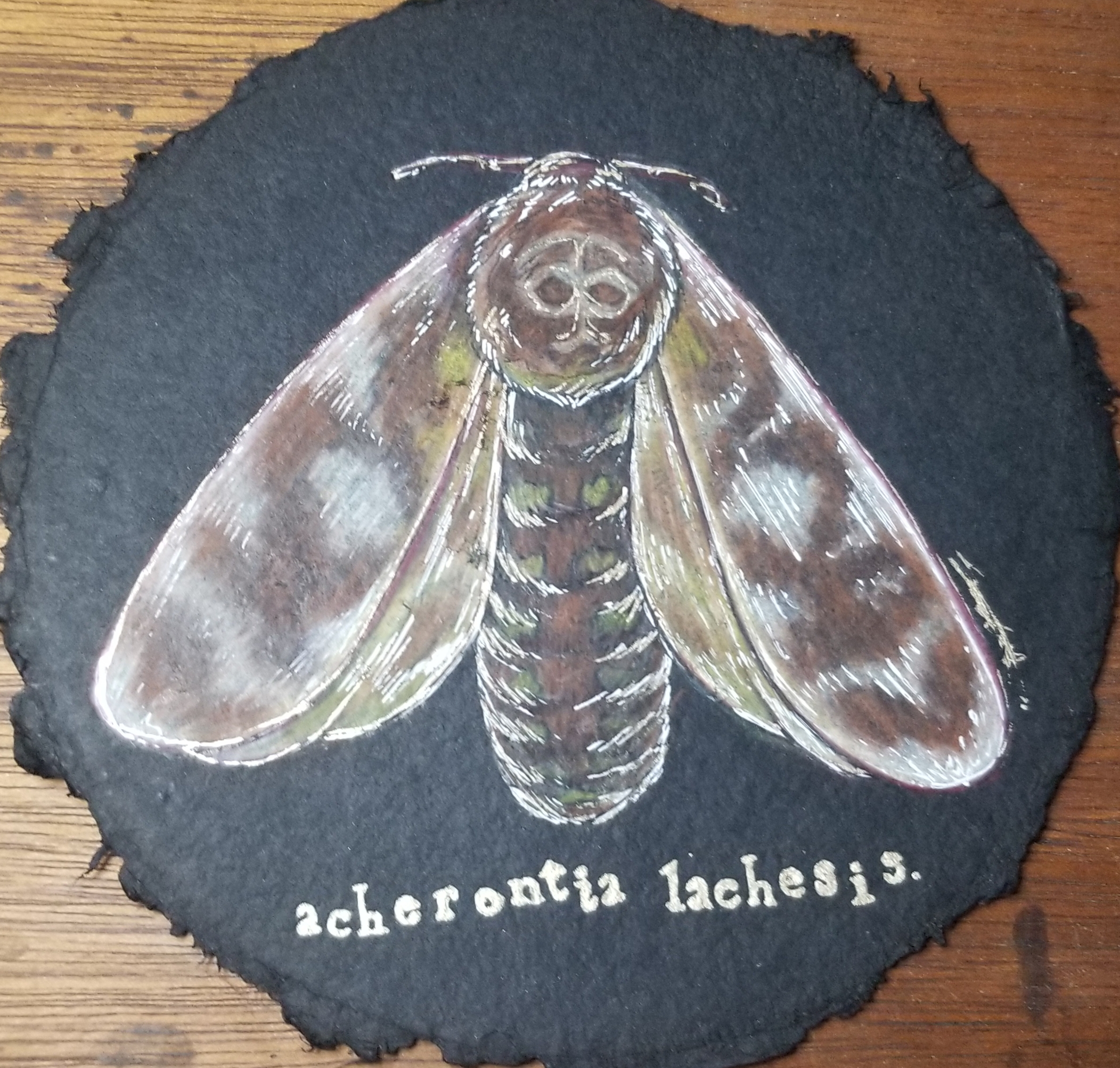 deaths-head-moth
