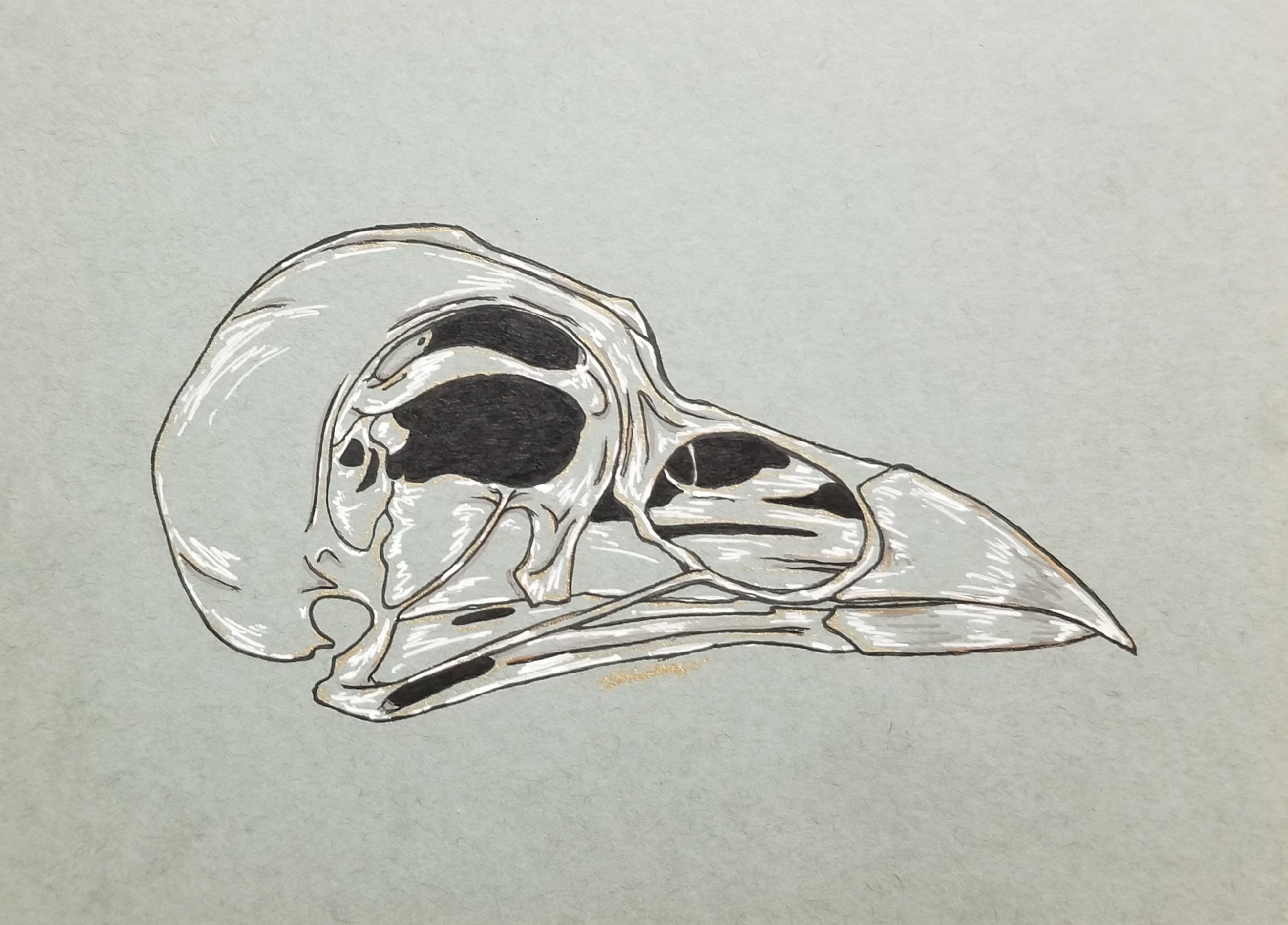bird-skull-iii