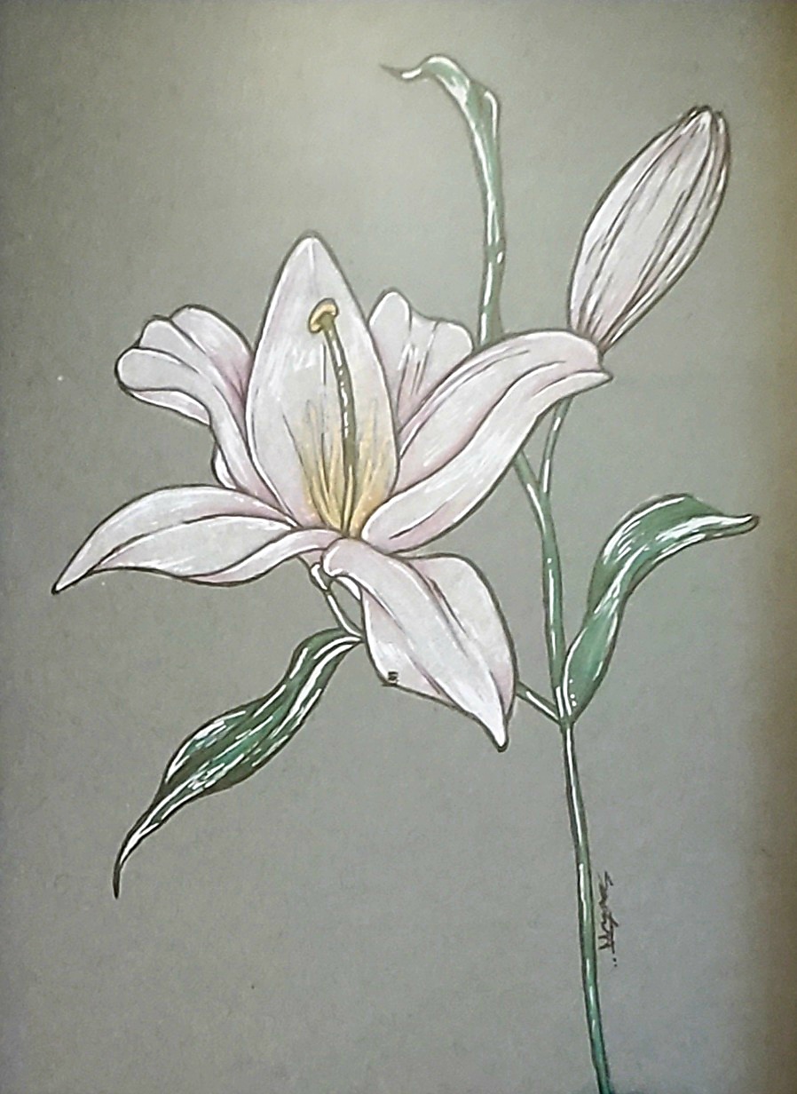 white-lily
